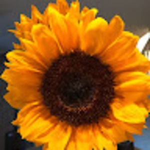 Meet your Posher, Lexie